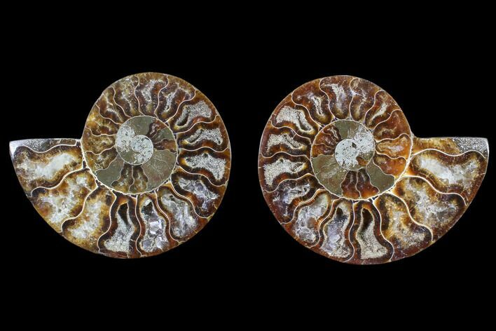 Cut & Polished Ammonite Fossil - Agatized #82334